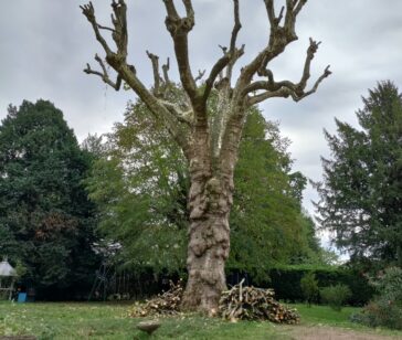 élagage et abattage