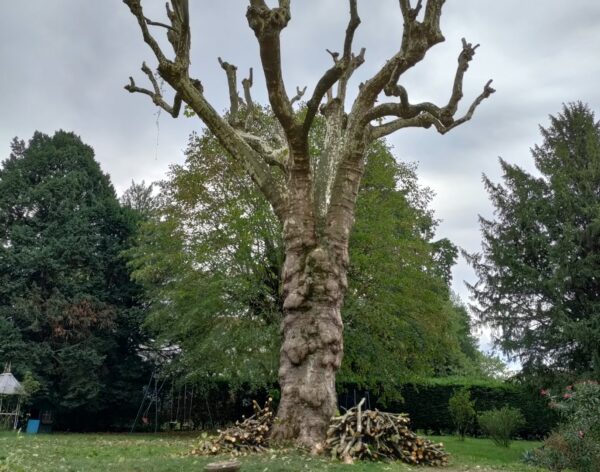 élagage et abattage